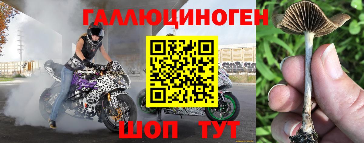 Галлюциногенные грибы Psilocybine cubensis Иркутск